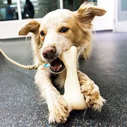 Dog chewing on a shoe