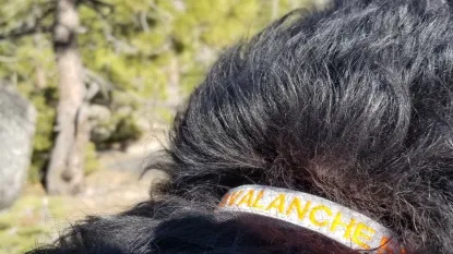 dog collar - the gotags personalized reflective collar is a great way to keep...