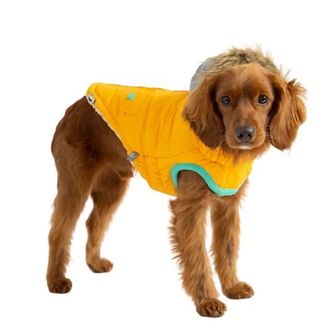 dog dressed in orange parka