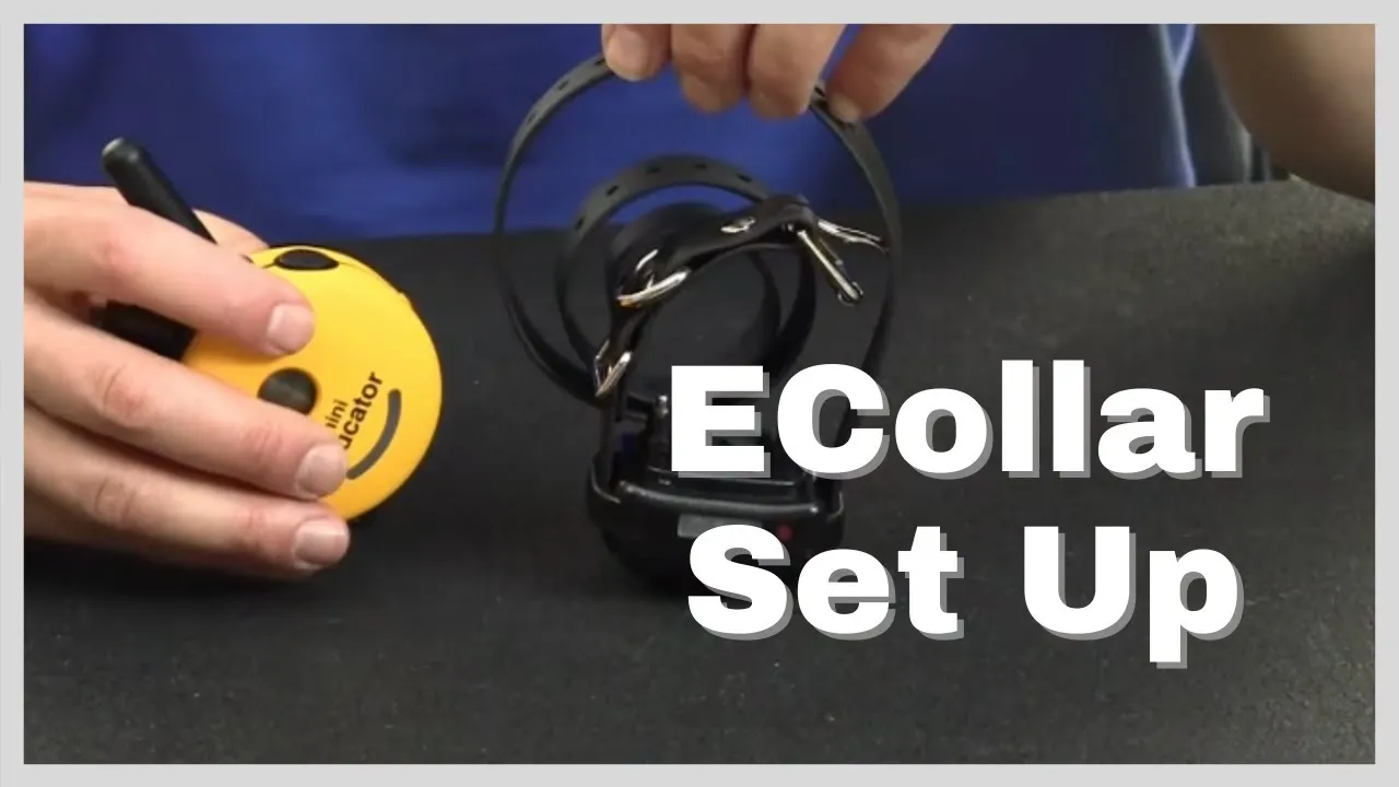 Dog e-collar fitting