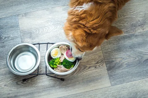 Dog eating eggs and vegetables
