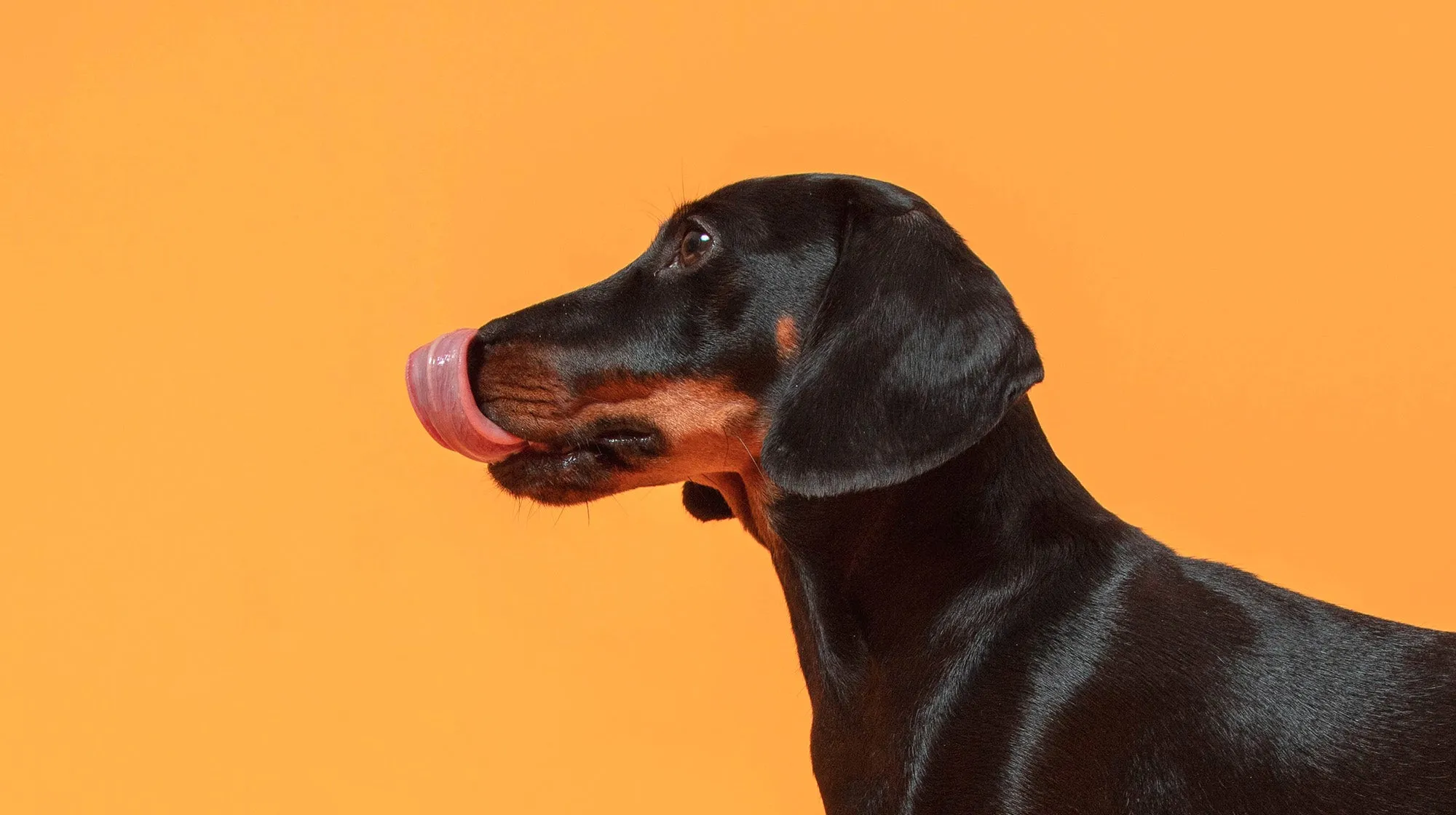 Dog eating oranges