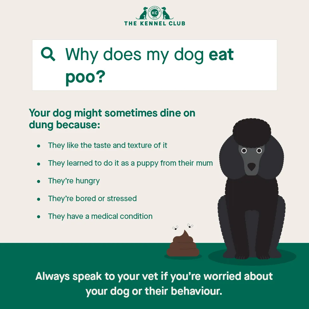Dog eating poop, outdoors