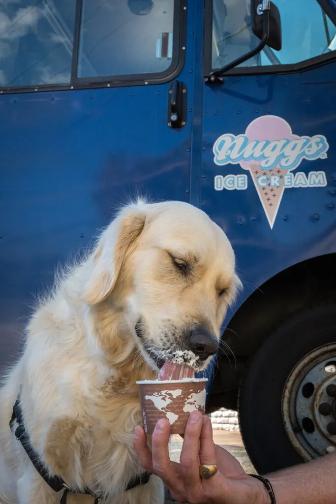 Dog eating whipped cream by Nuggs