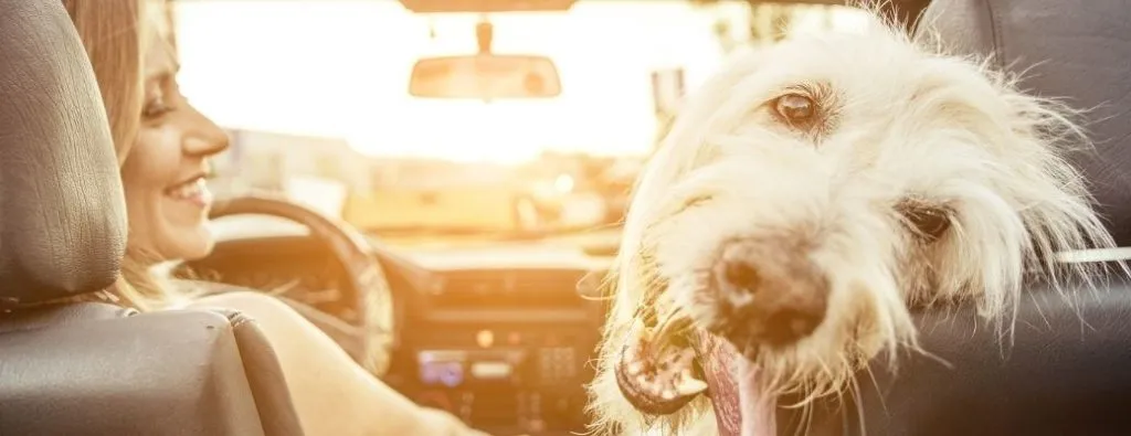 Dog enjoying a car ride