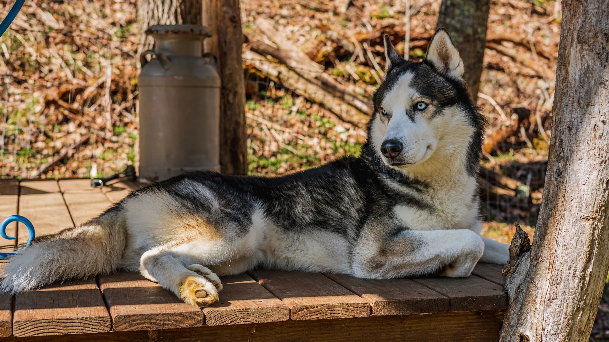 Dog experiencing muscle spasms