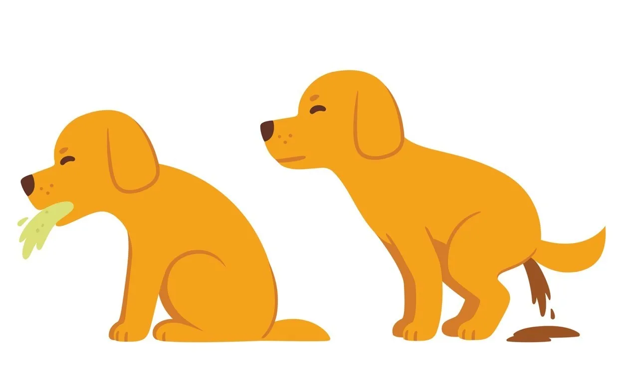 dog experiencing vomiting and watery diarrhea, symptoms of severe worm infection