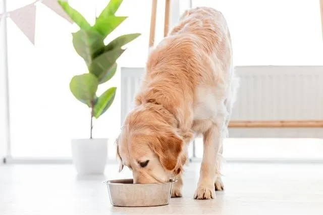 Dog food declaration example