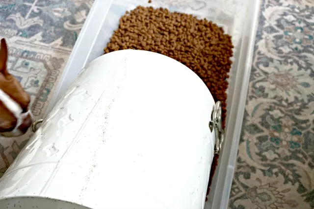 Dog food with ants in it