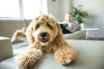 Dog food with limited ingredients
