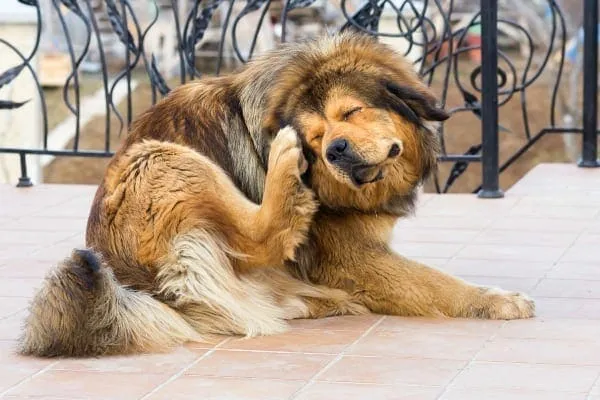 Dog frantically scratching its itchy skin with hind legs, a clear symptom of canine allergies