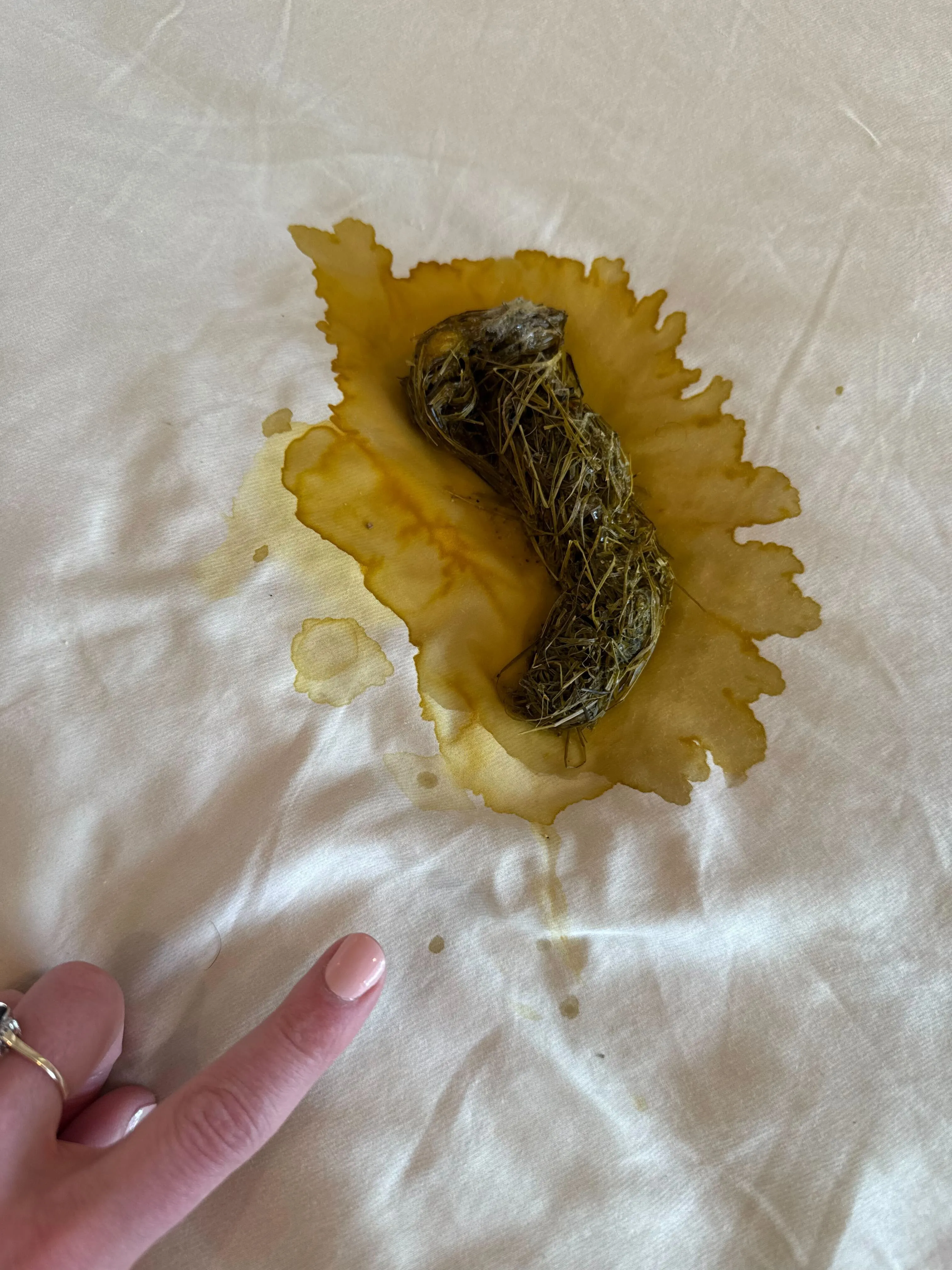 dog hairball