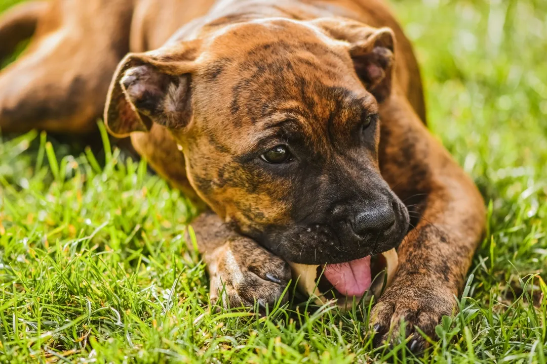 Dog happily chewing on a bone outdoors