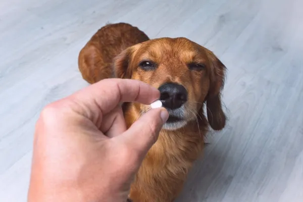 Dog happily eating a pill pocket with medication