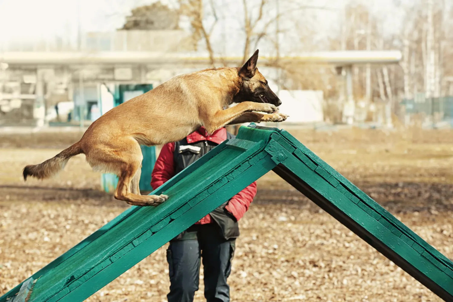 Dog happy to play