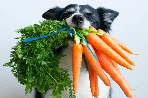 Dog holding carrots, a vegetable most dogs can eat, in his mouth