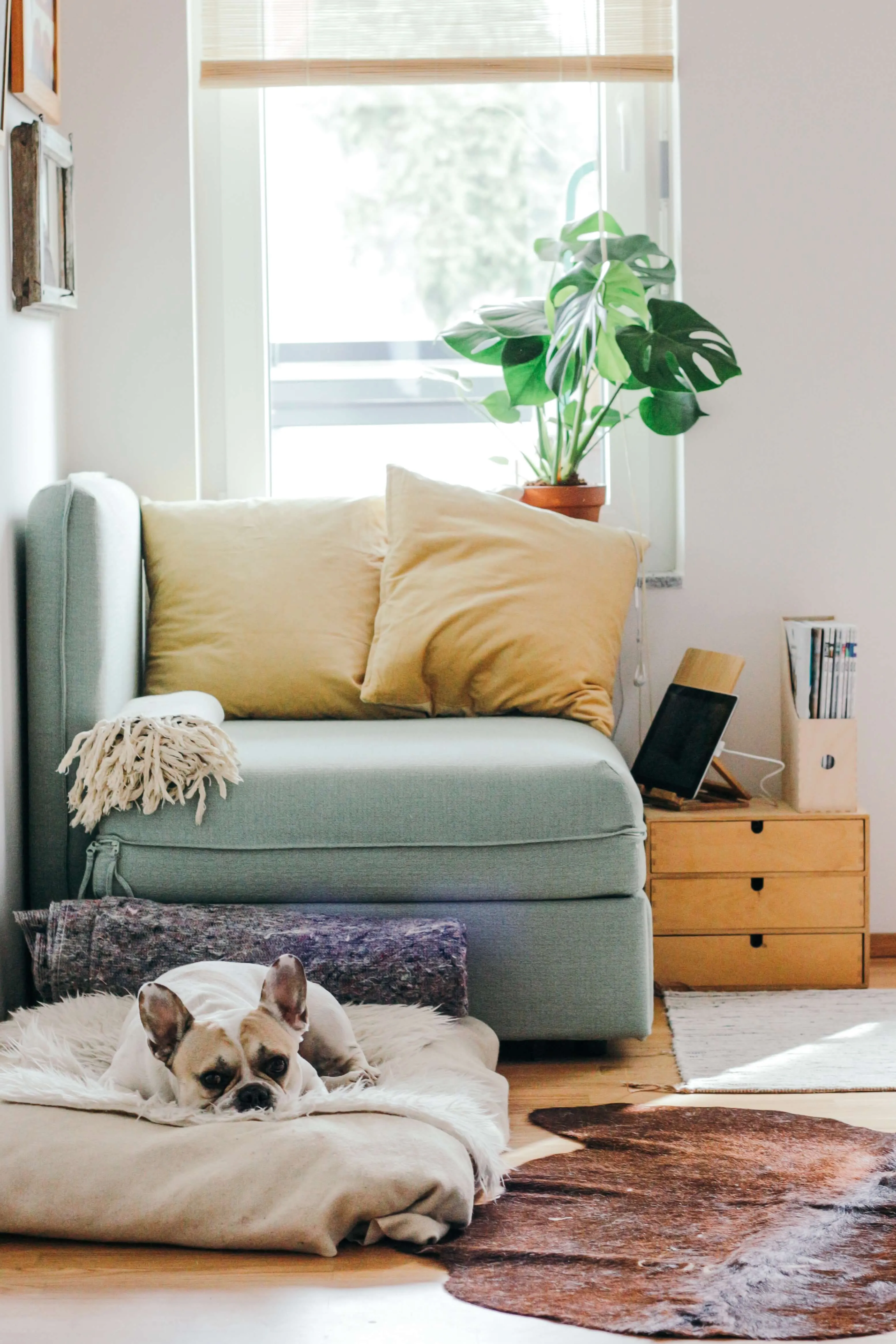 Dog in a home