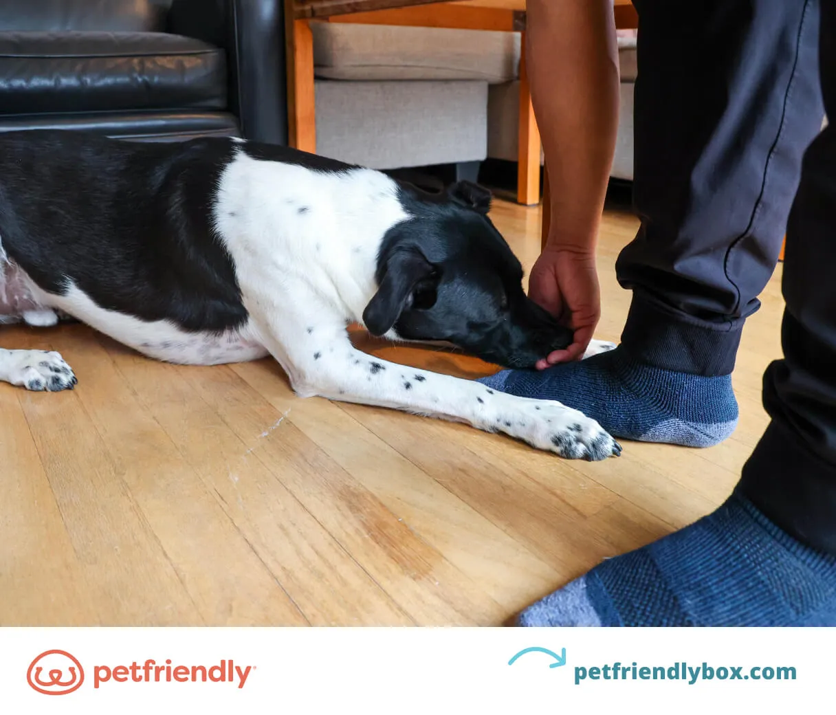 Dog in a lying down position