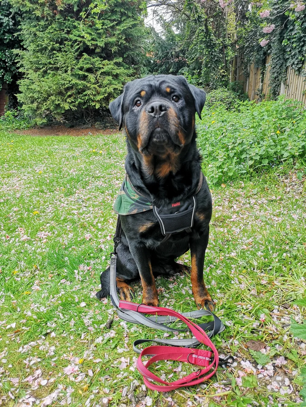 Dog in HALTI No-Pull Harness looking back at camera.