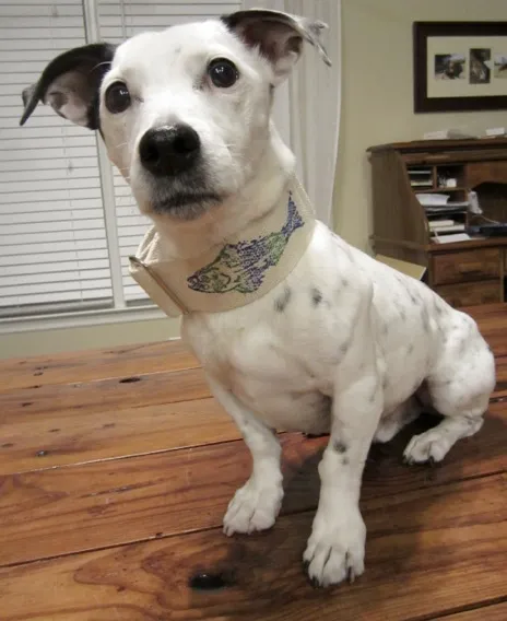 Dog in Stamped Hemp Dog Collar