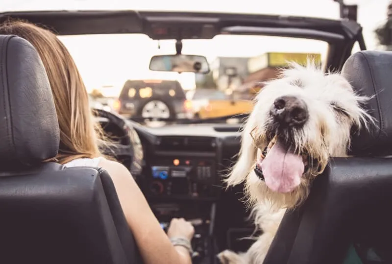 Dog in the front seat at a drive-in movie