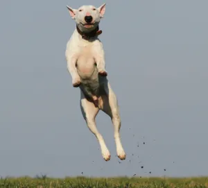 Dog jumping to greet visitor