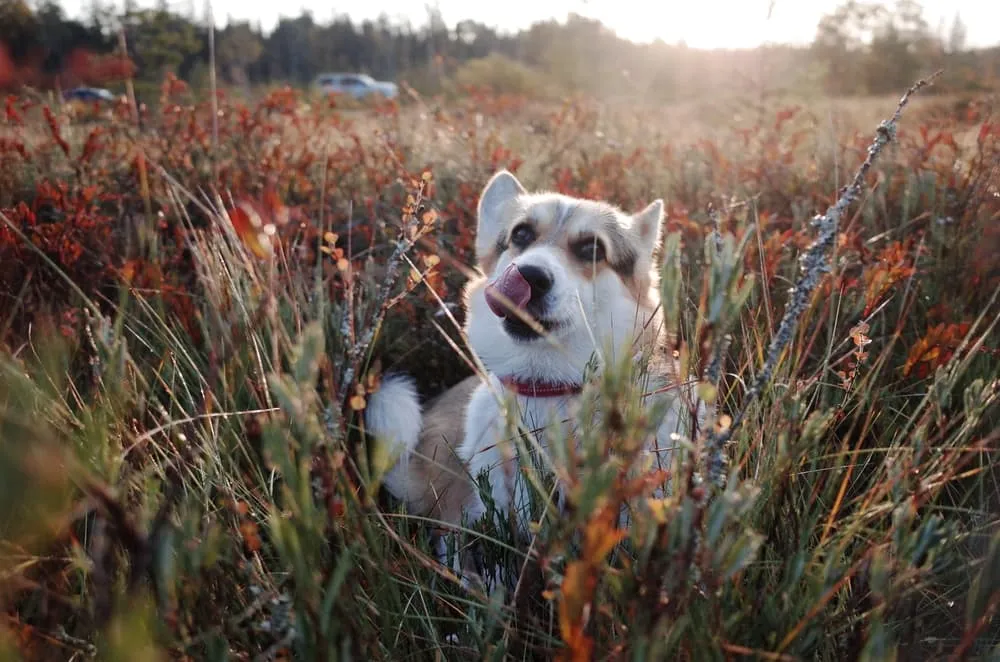 Dog licking lips, ready to eat