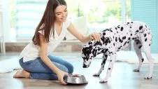Dog looking at a bowl of pet food, hinting at dietary considerations