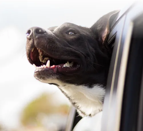 Dog looking attentively