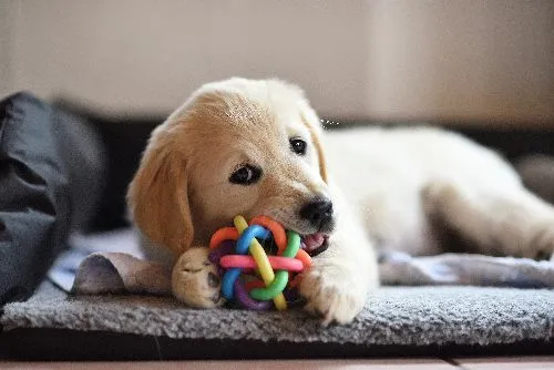 Dog looking confused with plastic debris