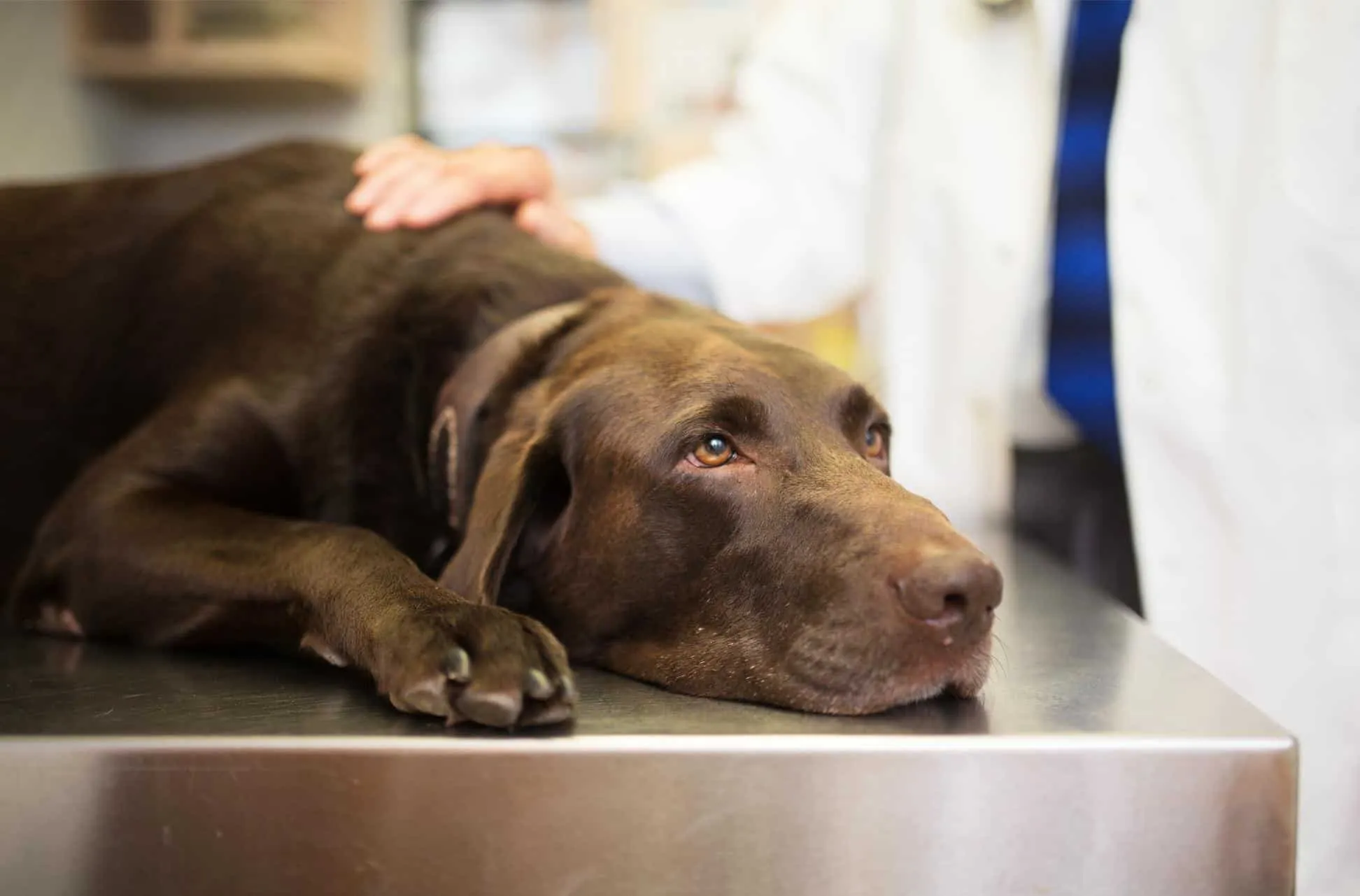 Dog looking lethargic and unwell, possibly due to diarrhea requiring attention and potential medicine from PetSmart.