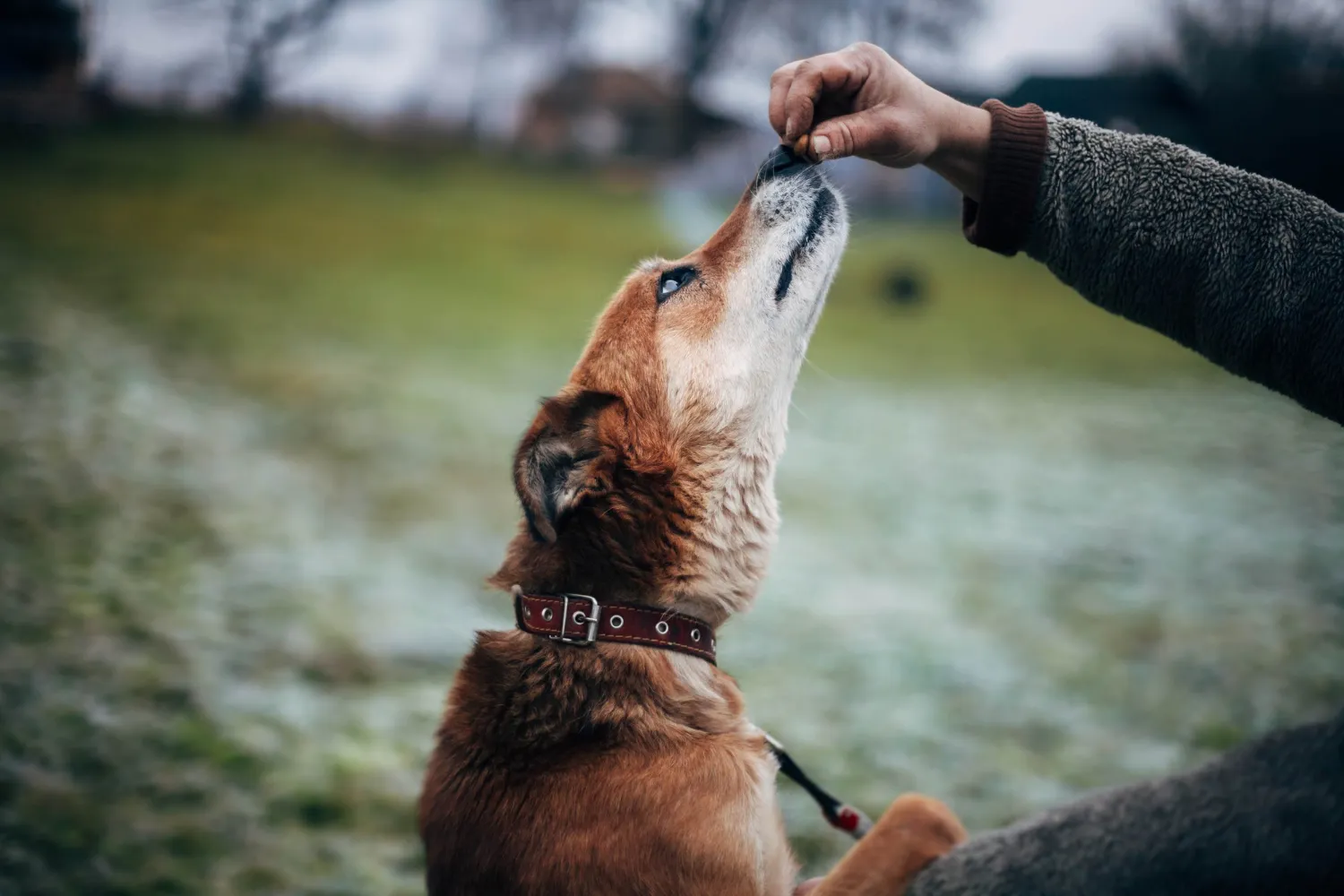 Dog looking sad