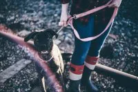 Dog on a leash walking outdoors in winter, highlighting all-weather aspects of dog walking.