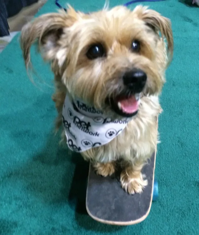 Dog on a skateboard