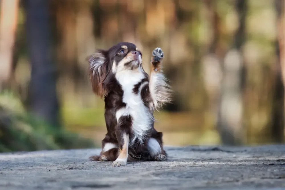 Dog performing a wave motion with its paw