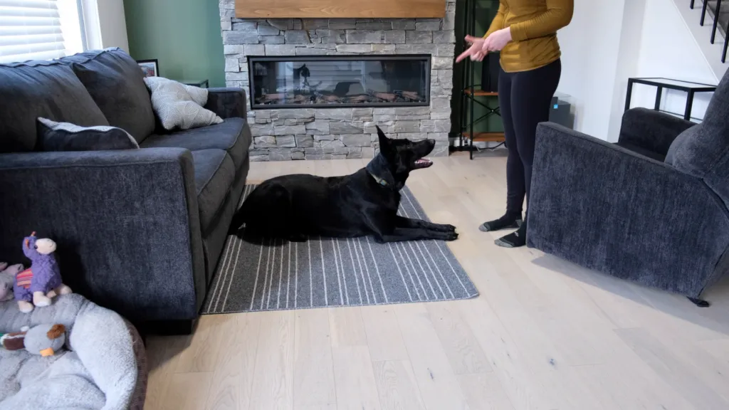 Dog performing the 'play dead' trick while the trainer is standing, showing increased difficulty.