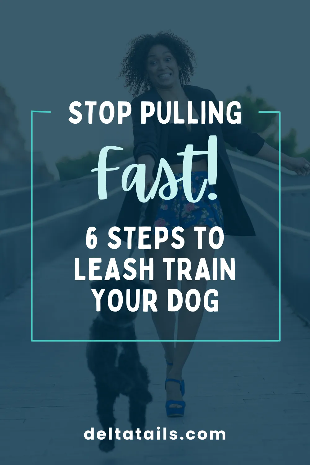 dog reorienting to owner