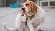Dog scratching its ear