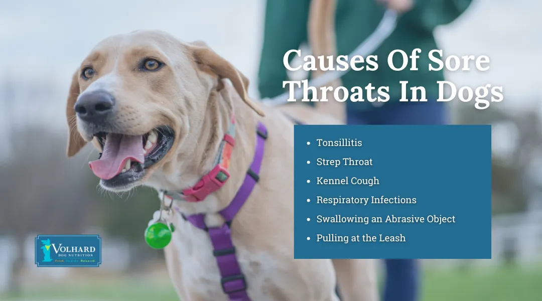 Dog tonsils inflamed due to tonsillitis