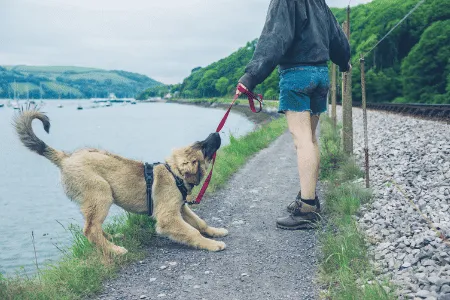 dog training dog pulling leash on walk with owner