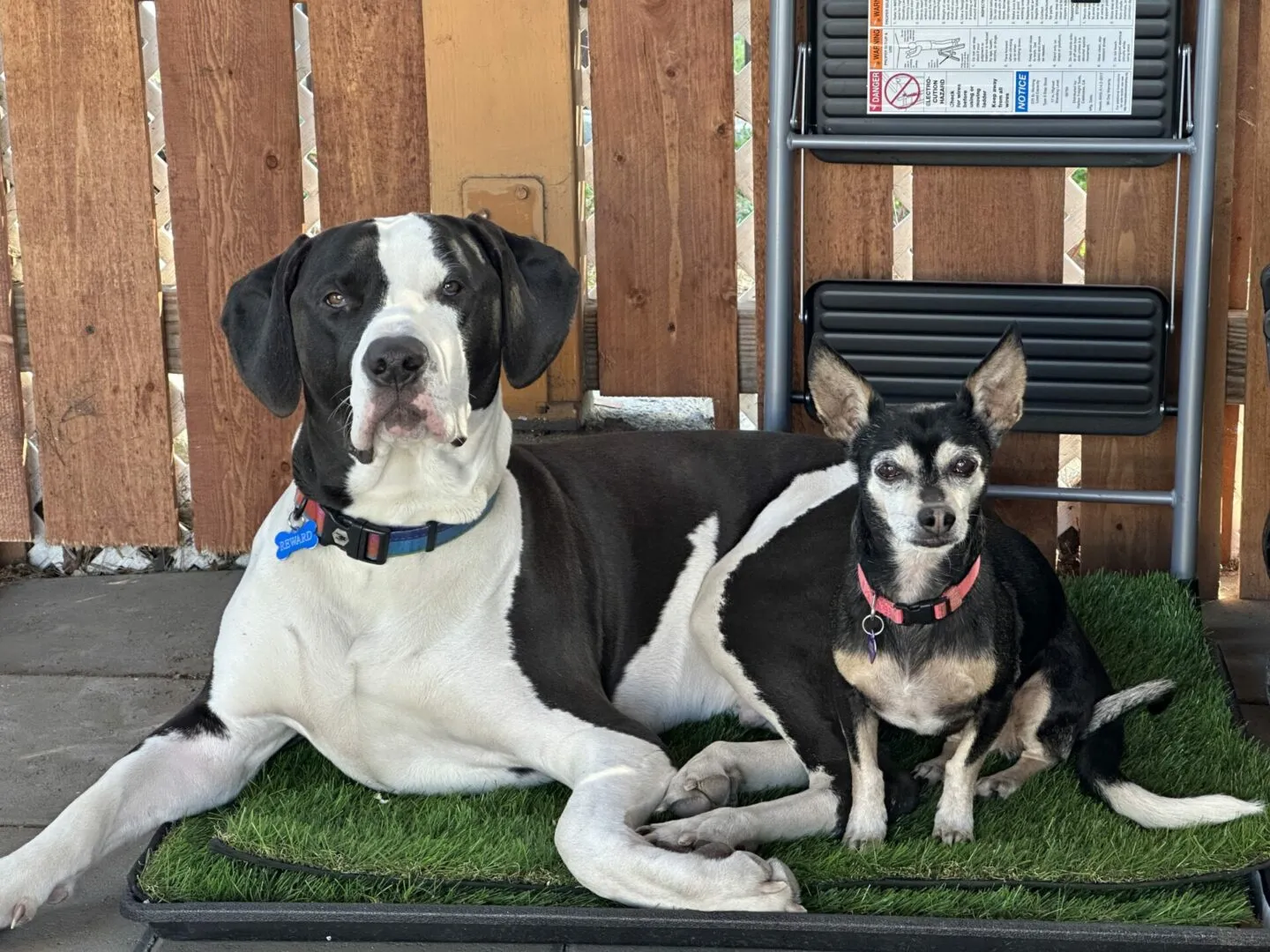 Dog training session