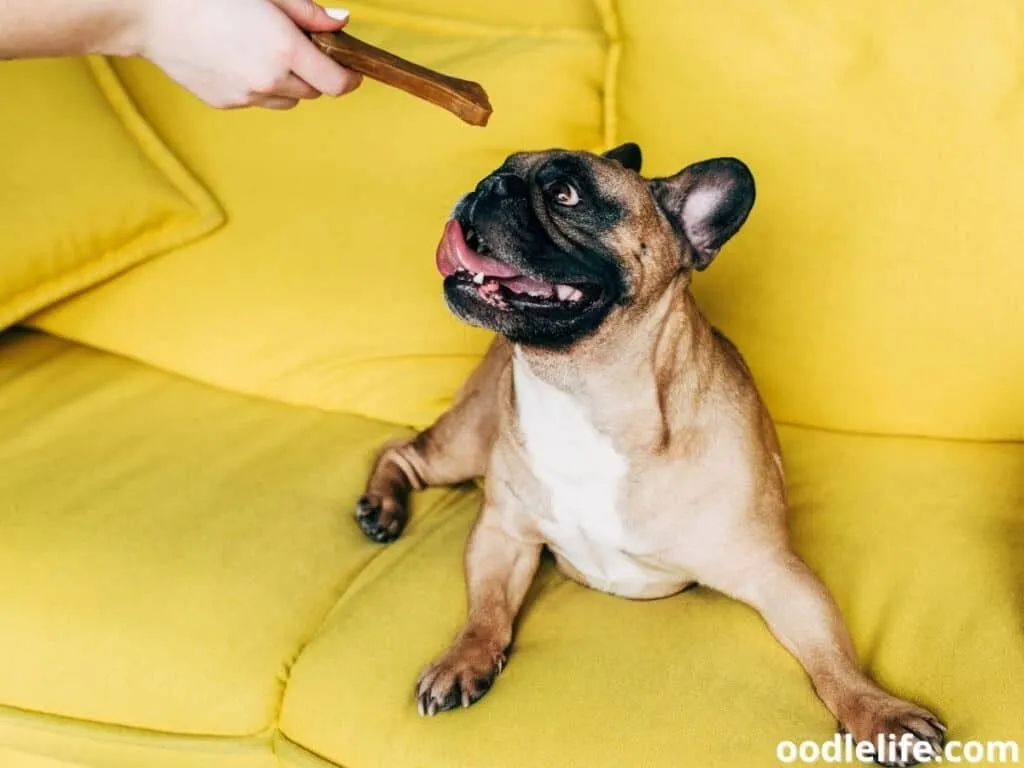 Dog treat