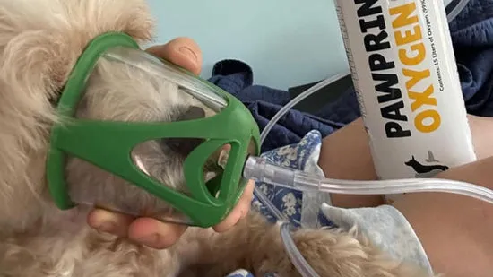 Dog using an oxygen mask for breathing difficulties