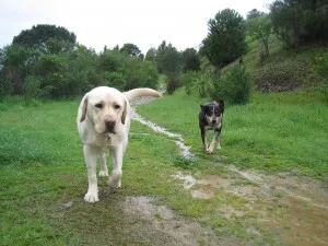 Dog walker and dog enjoying a walk in Newcastle