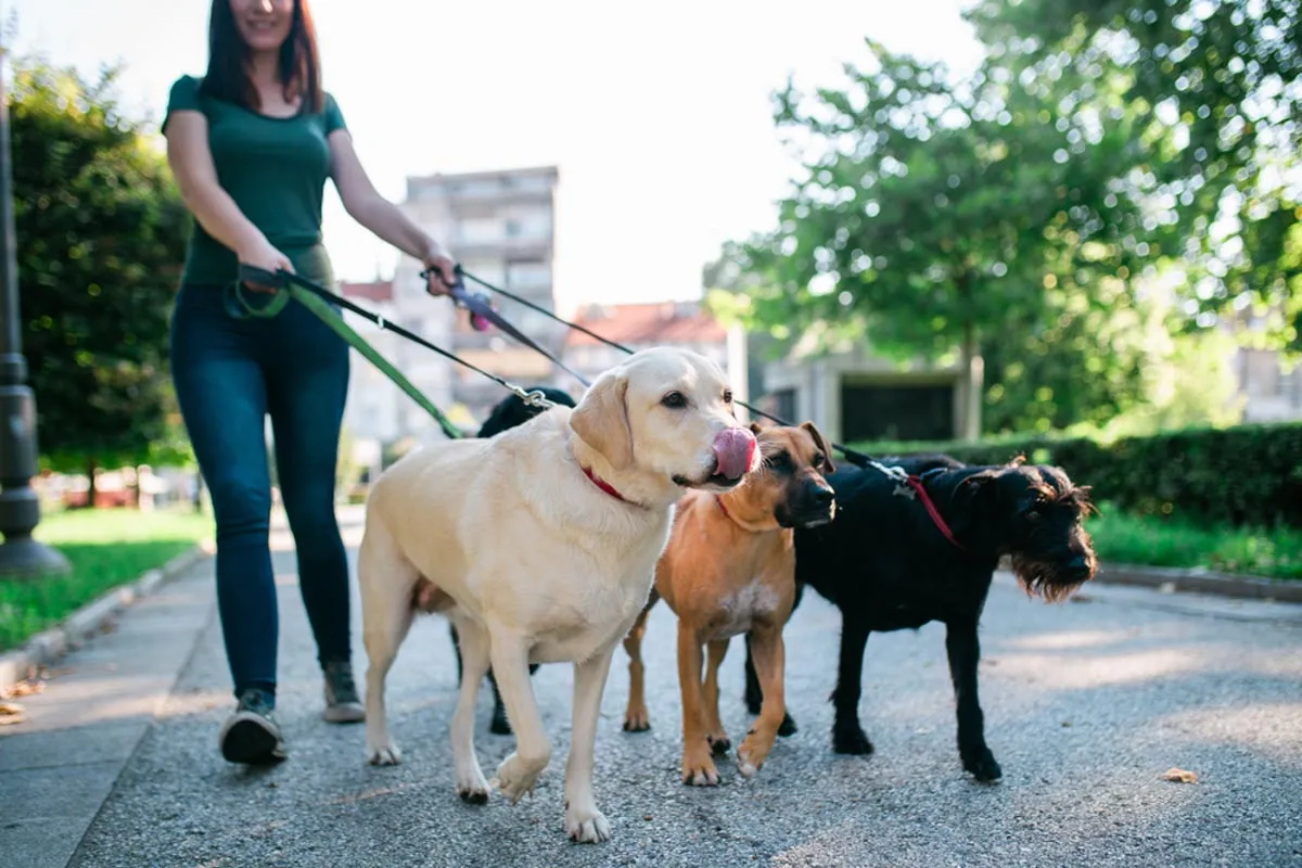 Dog walker enjoying her companions while walking outdoors