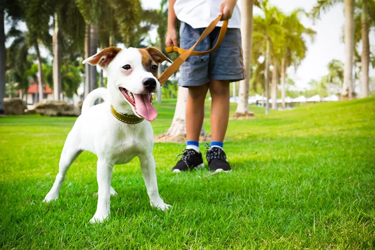 Dog walker with a jack russel puppy out for a walk at the park