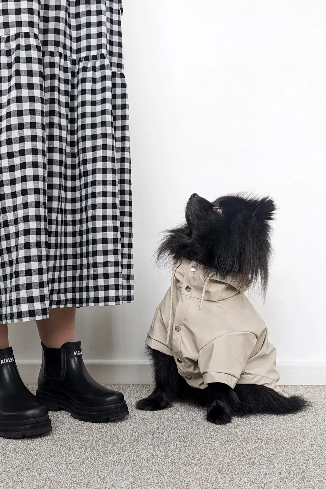 Dog walking gear