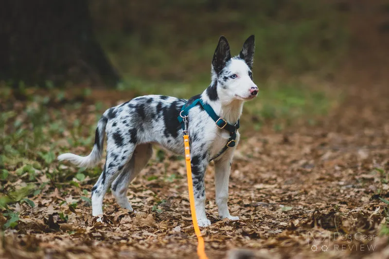 Dog wearing a harness with a long leash