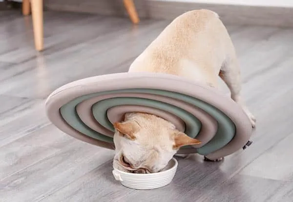 Dog wearing a pet e collar