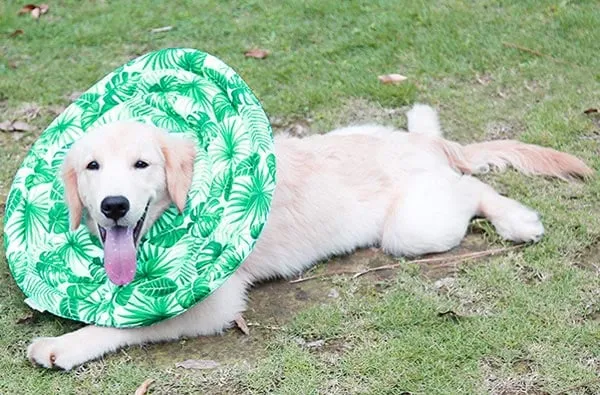 Dog wearing a soft cone collar